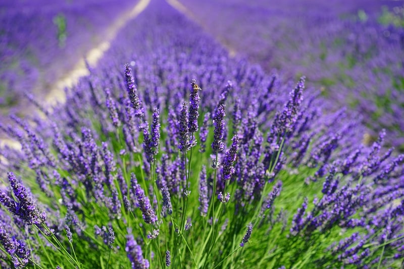 Herb Cultivation
